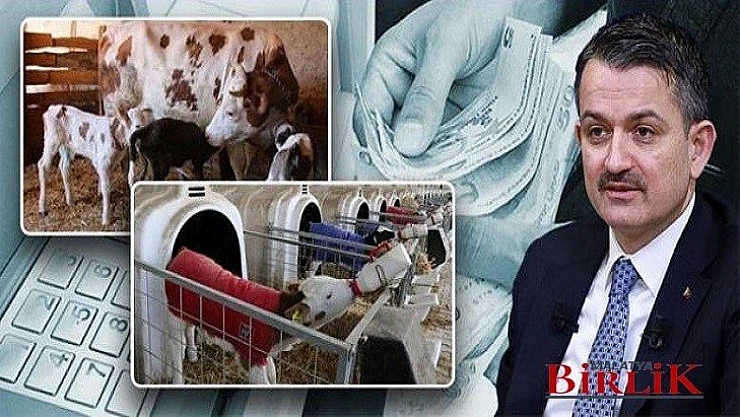 Buzağı, Destek Ödemeleri 24 Nisan'da Başlıyor