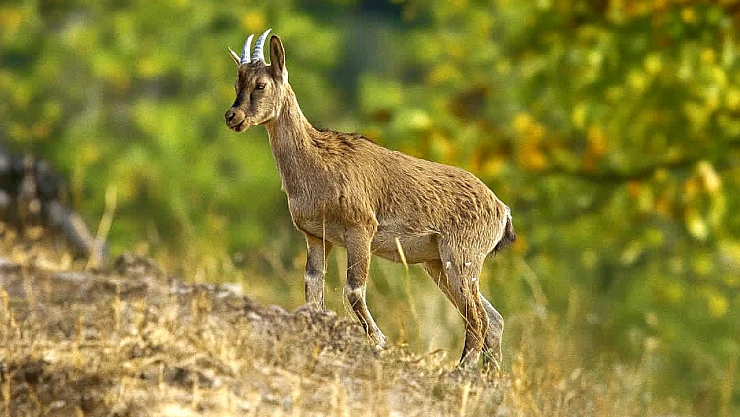 Doğanın Sessiz Tanığı Hekimhan'da Görüntülendi