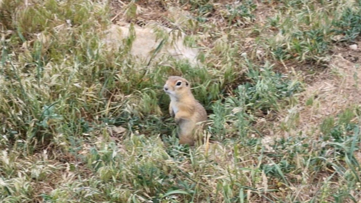 Ekosisteme Katkısıyla Bilinen Anadolu Yer Sincabı Tehlike Altında
