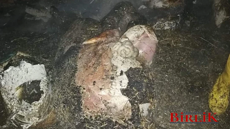 Elektrik Kontağında Çıkan Yangın'da Büyükbaş Hayvanlar Telef Oldu
