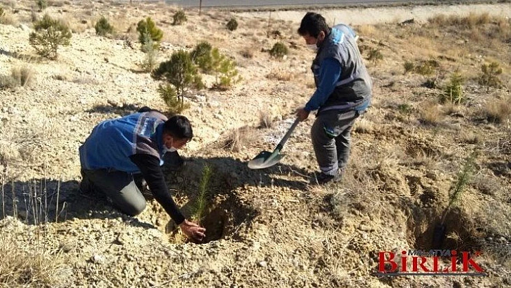 FIRAT EDAŞ Malatya'da Diktiği Fidanlarla Doğaya Nefes Oldu