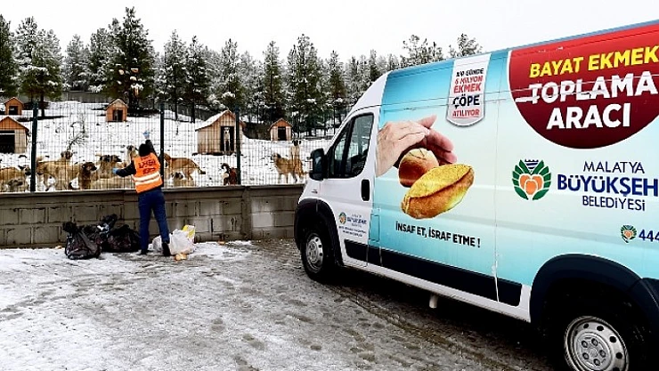 Bayat Ekmekler Sokak Hayvanlarına