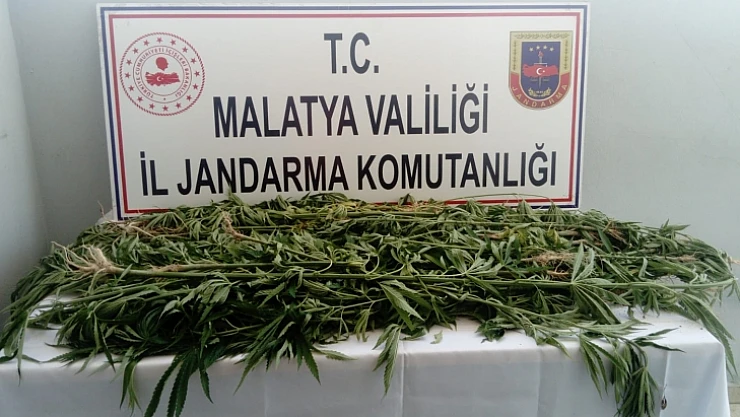 Bin 730 Kök Kenevir, Yakılarak İmha Edildi