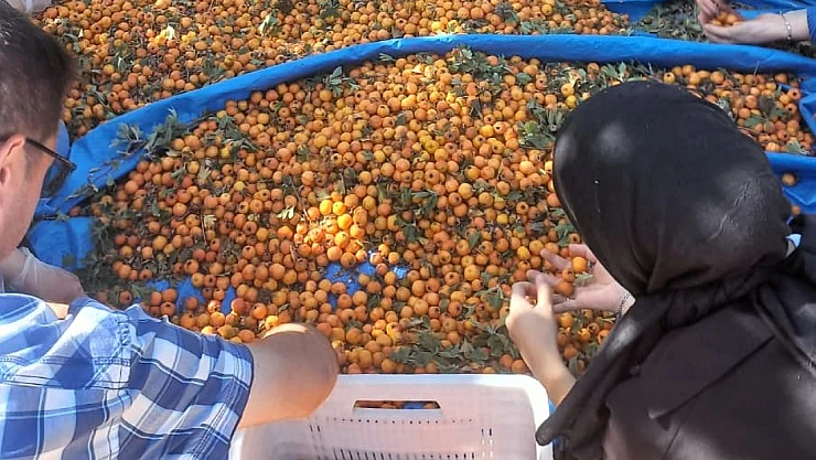 Hekimhan'da Alıç Sezonu Başladı