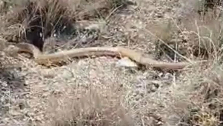 Kırmızı Yılan Kemirgen ve Kuşlarla Besleniyor