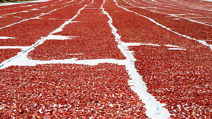 Kuru domates ihracatının yüzde 94'ü Ege Bölgesi'nden yapıldı