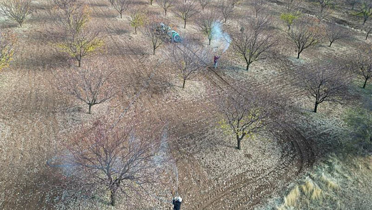 Malatya Tarım İl Müdürlüğü'nden Kayısı Üreticilerine Kritik Uyarı