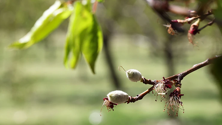 Malatya Ticaret Borsası: Zirai Don Sonrası Kayısı Üreticilerine Milyarlarca Lira Destek Sağlanacak