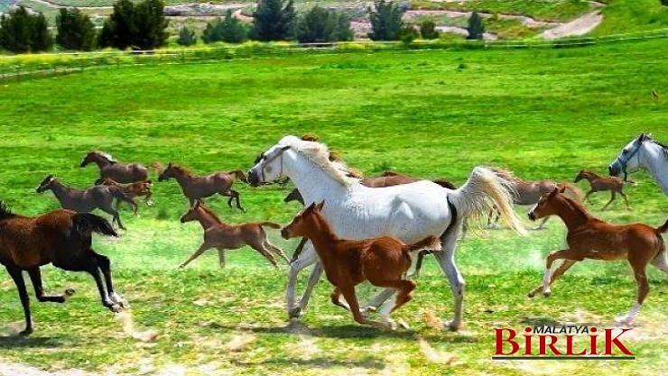 Mısırlıgil, Malatyalı Olarak Bu Sefer DUR Diyelim