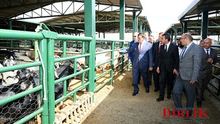 Modern Ve Çağdaş Bir Hayvan Pazarını Dizayn Ediyoruz