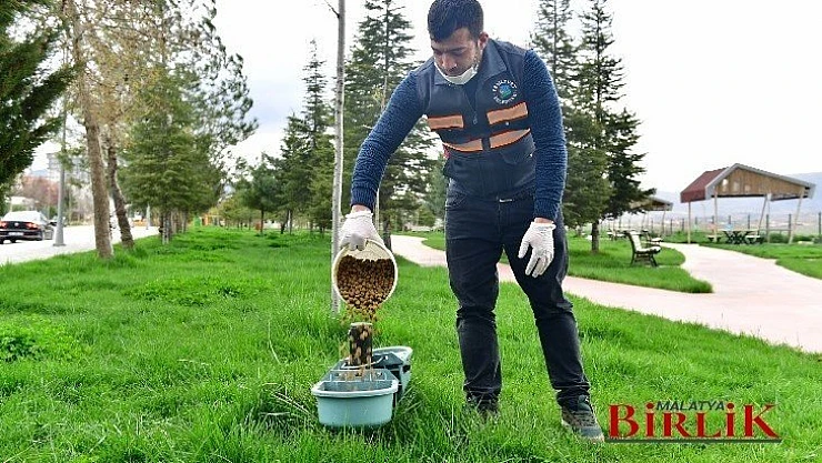 Yeşilyurt Belediyesi, Sokak Hayvanlarını Unutmadı!