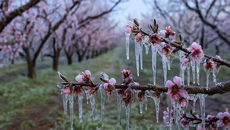 Zirai dondan etkilenen çiftçilere destek ödemesi hesaplara aktarıldı