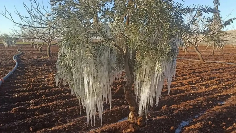 Çiftçiye Devlet Güvencesi: 2026'da Don, Kuraklık ve Afetler TARSİM Kapsamında