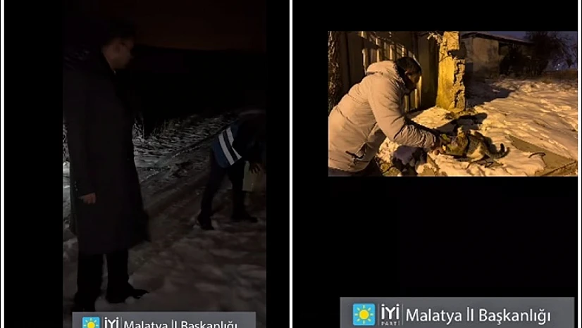 Dondurucu Soğukta Umut Oldular: İYİ Parti'den Sokak Hayvanlarına Destek