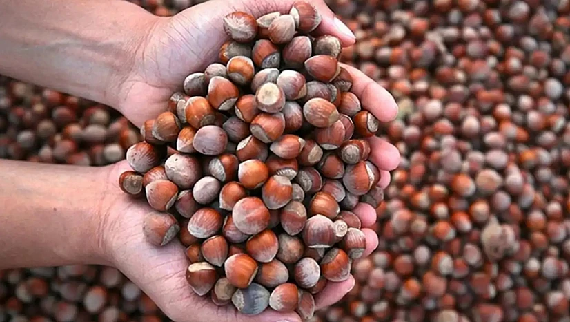 Fındık Kış Aylarında Şifa Kaynağı Ama Kilosu El Yakıyor