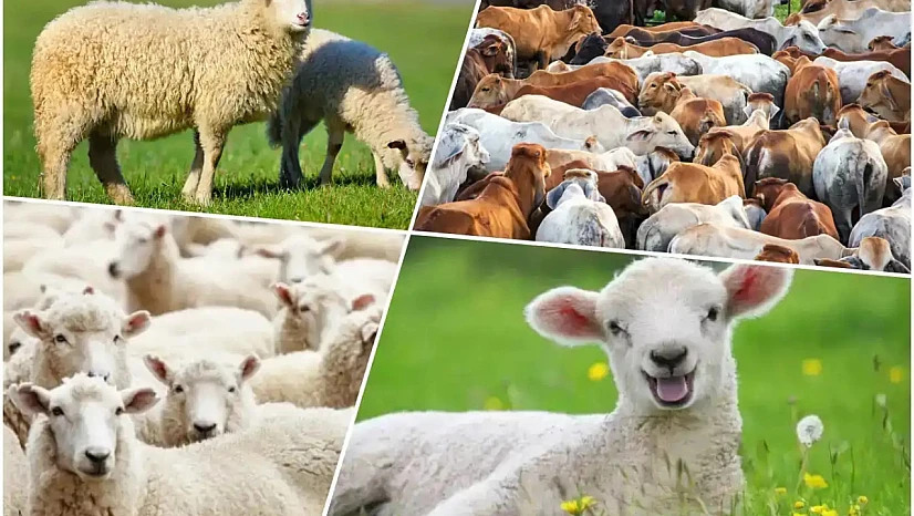 Kurban Bayramı İçin Hazırlıklar Başladı