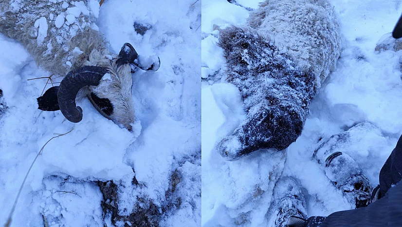 Kurtlar sürüye saldırdı: 70 koyun telef oldu