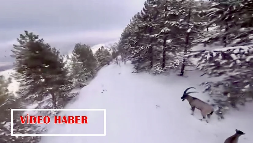Malatya'da Doğanın Sessiz Sahipleri: Dağ Keçileri Objektifte