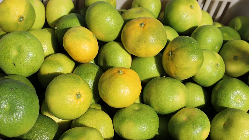 Mandalina ihracatından rekor haberi 2025 yılı bitmeden geldi