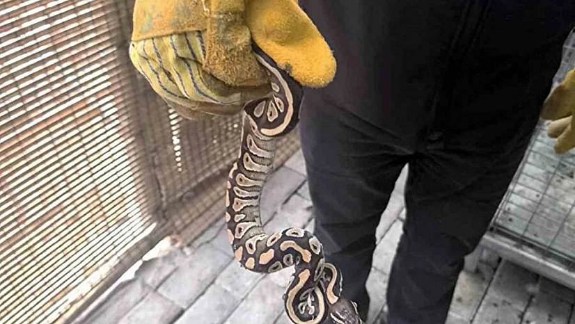 Polis Şaştı Kaldı: Cebinden Mini Piton Çıktı