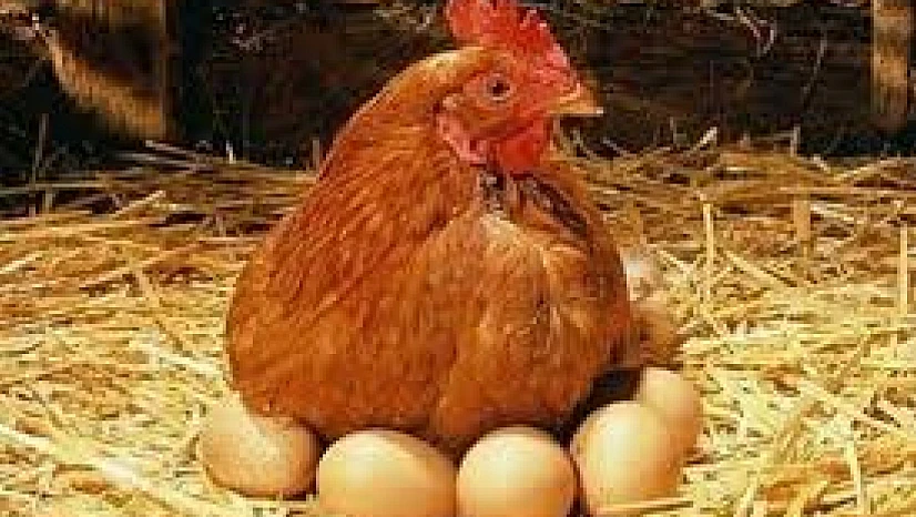 Tavuk Eti Üretimi 253 Bin Tonu Aştı