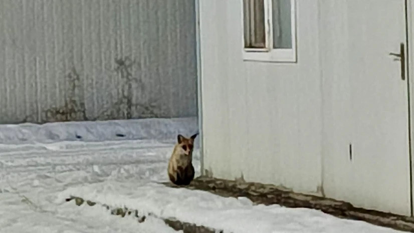 Yaban Hayvanları Kış Şartlarıyla Mücadele Ediyor