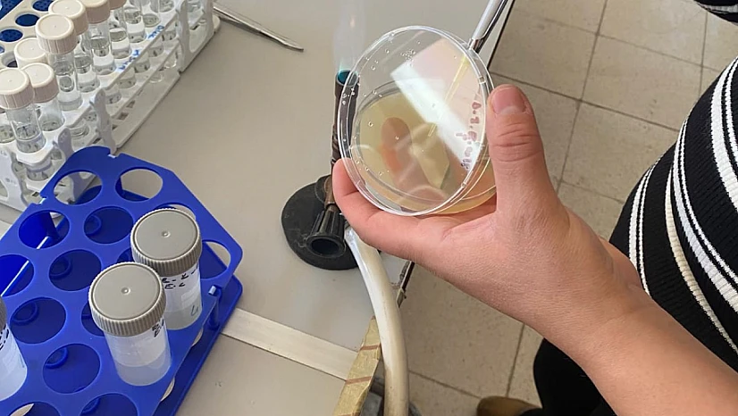 Yeni Araştırma: H. malatyanum Türünün Biyolojik Aktivitesi H. perforatum'dan Daha Yüksek