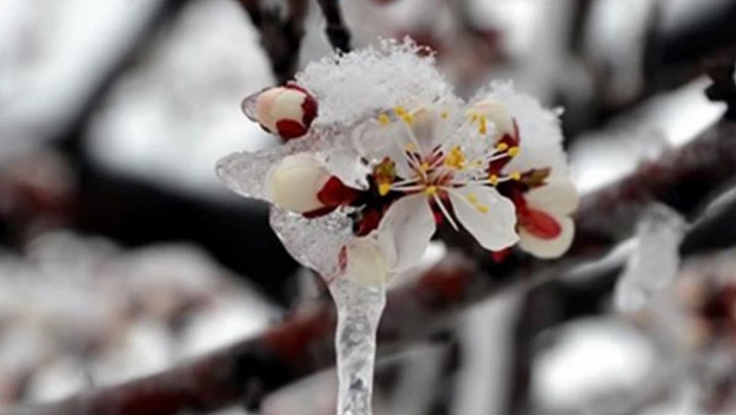 zirai don desteği bugün hesaplara aktarılıyor