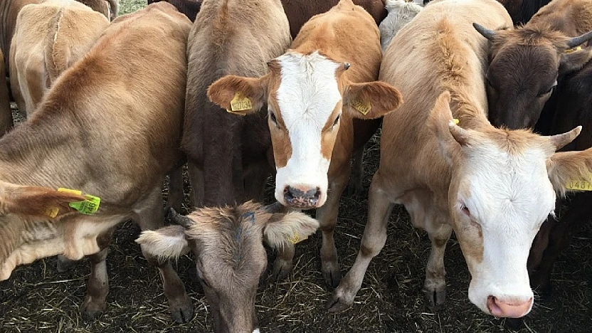 2026 Besilik Hayvan İthalatında Türkvet Şartı