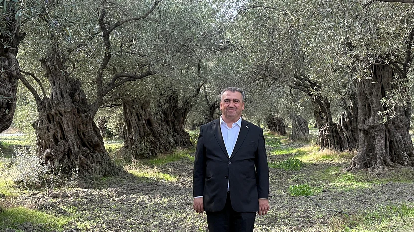 Akhisar'da Tütünün Yerini Zeytin Aldı: Üretici Emeğiyle Ekonomiye Katkı