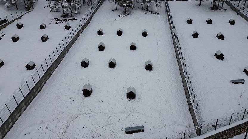 Battalgazi'de Sahipsiz Hayvanlara Yeni Umut