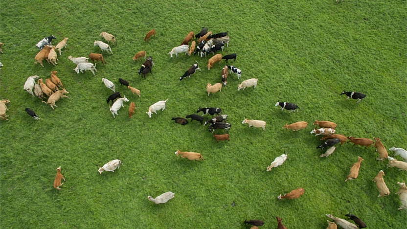 Besilik Hayvan İthalatı Başvuruları 26 Ocak'ta Başlıyor