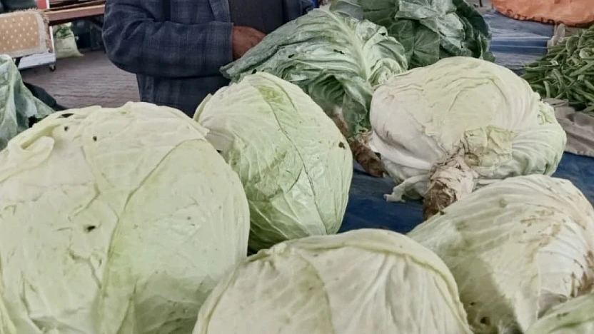 Darende'nin İlaçsız Üretilen Göyyar Lahanası Türkiye'nin Gündeminde