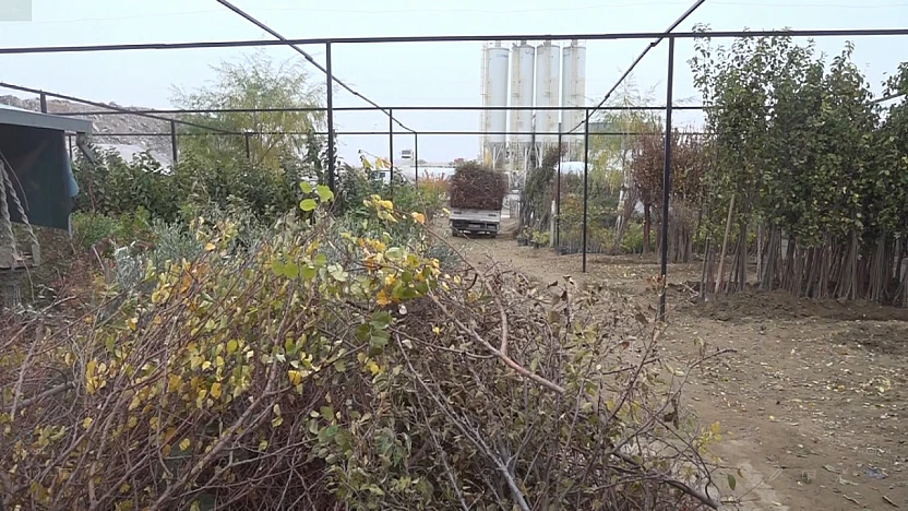 Fidancılar Krizde: Her Firma 100 Bin Fidanını Kaybetti