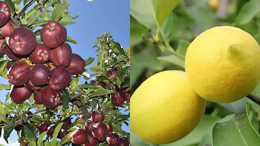 Gıda Arz Güvencesi: Elma ve Limon İhracatı Kayda Bağlandı