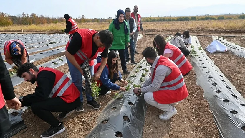 Malatya'da Çilek Üretimi İçin 40 Dekarlık Yeni Bahçeler Kurulacak