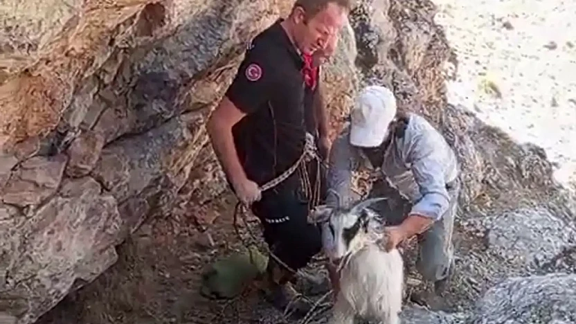 Malatya'da Dağda Mahsur Kalan Keçiler Kurtarıldı
