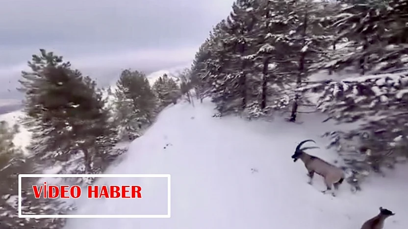 Malatya'da Doğanın Sessiz Sahipleri: Dağ Keçileri Objektifte