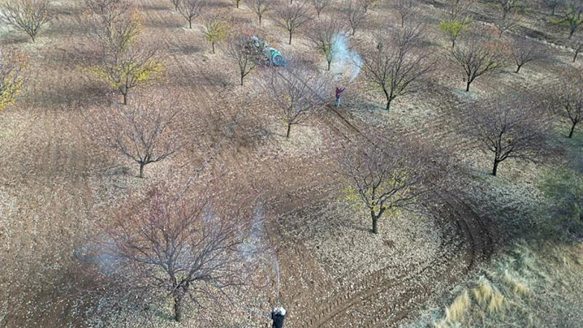Malatya Tarım İl Müdürlüğü'nden Kayısı Üreticilerine Kritik Uyarı