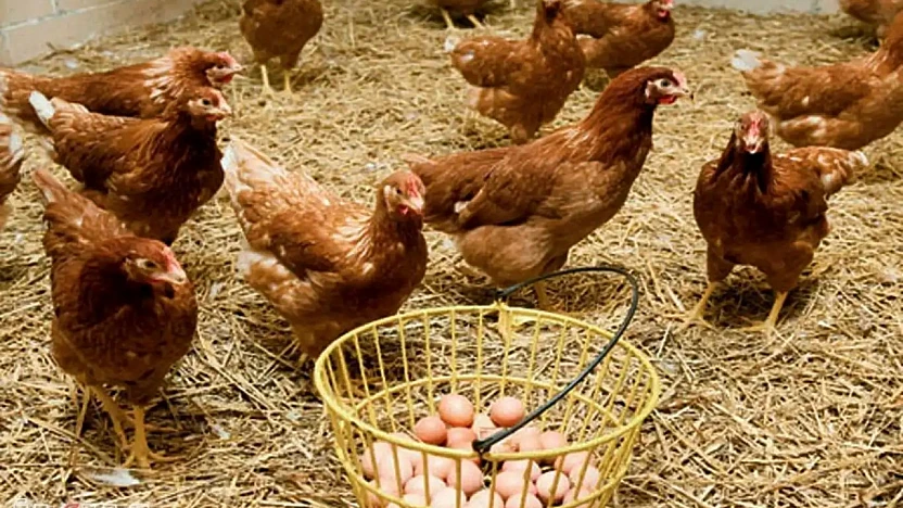 Tavuk yumurtası üretimi yıllık bazda yüzde 9,7 geriledi