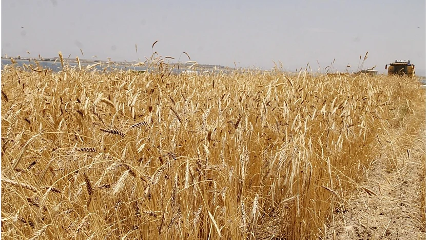 TİGEM'den Buğday İhalesi: Geçici Teminat 223 Bin 995 Lira