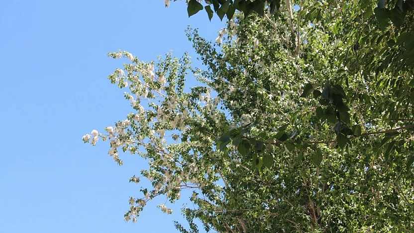 Uzmanlardan Bahar Alerjilerine Karşı Uyarı