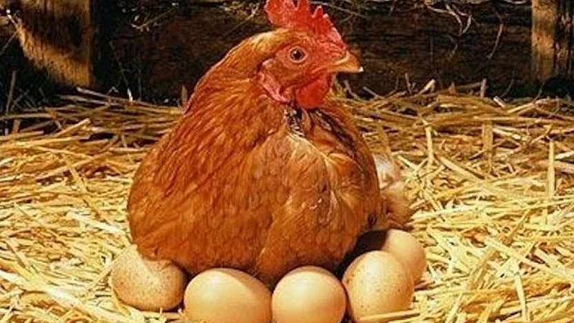 Yıllık ve Aylık Analiz: Tavuk Eti Üretiminde Artış, Yumurtada Gerileme
