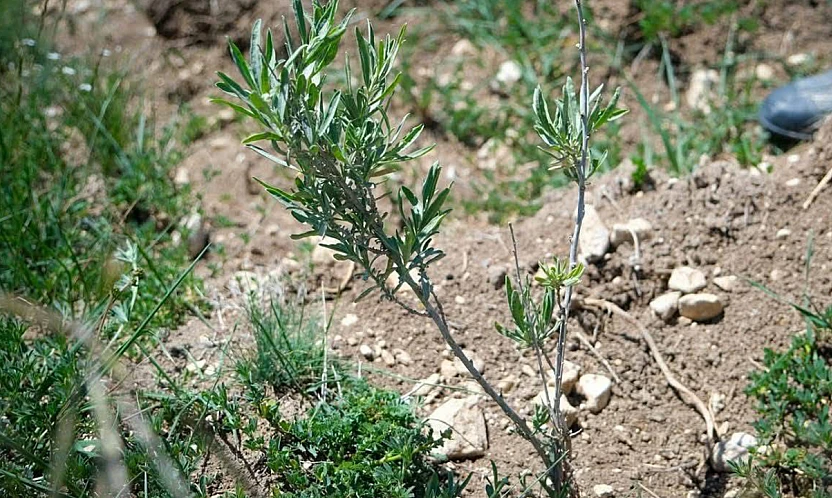 Alternatif yem kaynağı: Tuz çalısı