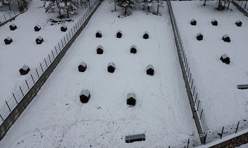 Battalgazi'de Sahipsiz Hayvanlara Yeni Umut