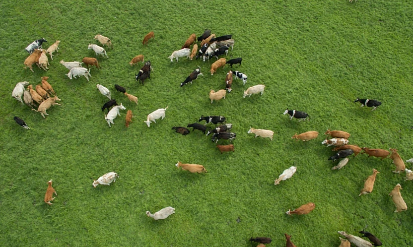 Besilik Hayvan İthalatı Başvuruları 26 Ocak'ta Başlıyor