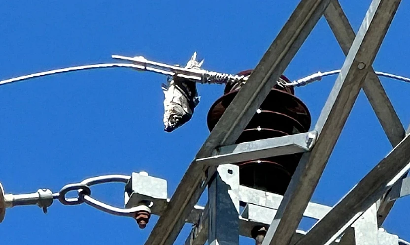 Bir Balık Nasıl Elektriği Kesti? İlçede Yaşanan Sıradışı Olayın Perde Arkası