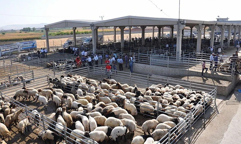 Buzağı, Malak, Kuzu ve Oğlak Destekleme İcmalleri Askıda