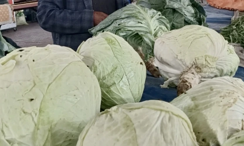 Darende'nin İlaçsız Üretilen Göyyar Lahanası Türkiye'nin Gündeminde