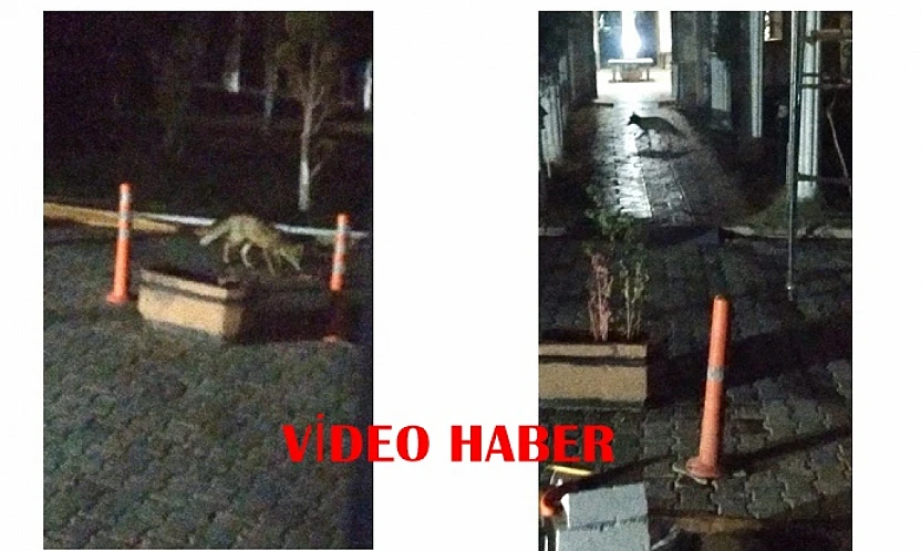 Doğada Besin Bulamayan Tilki, Battalgazi'de Siteye Kadar Geldi